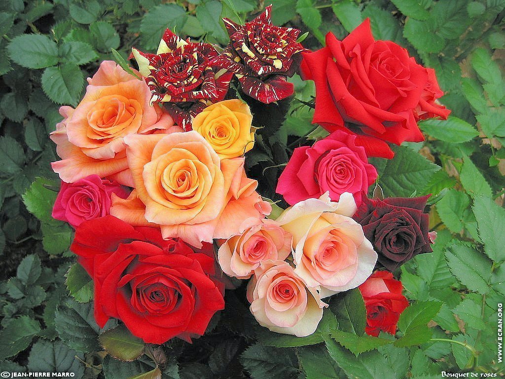 fonds d cran Cote d'azur Provence Antibes Bouquets de roses - de Jean-Pierre Marro