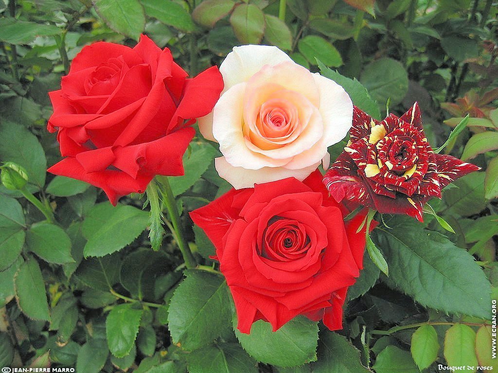 fonds d cran Cote d'azur Provence Antibes Bouquets de roses - de Jean-Pierre Marro