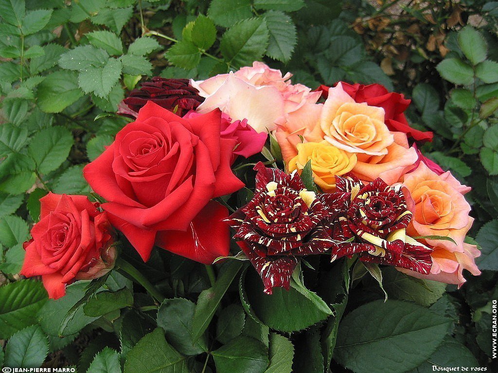 fonds d cran Cote d'azur Provence Antibes Bouquets de roses - de Jean-Pierre Marro