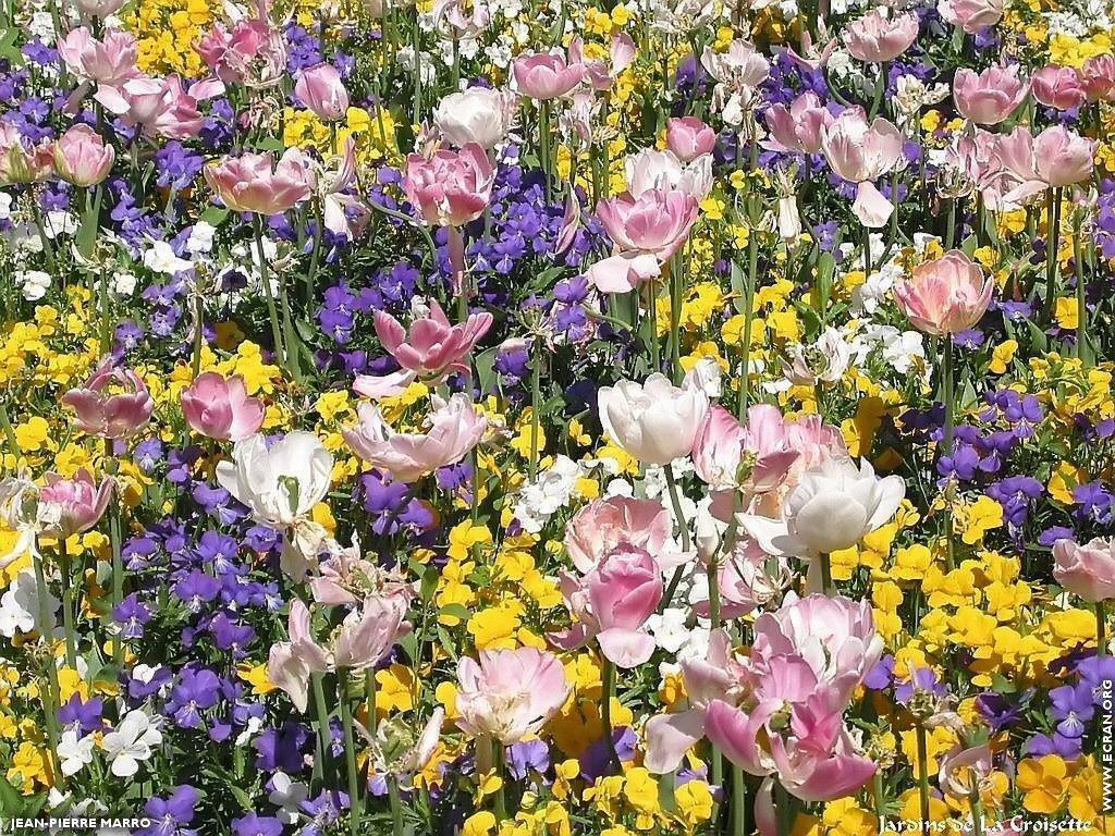 fonds d cran France - Cote d' Azur - Fleurs de Cannes sur la Croisette - de Jean-Pierre Marro