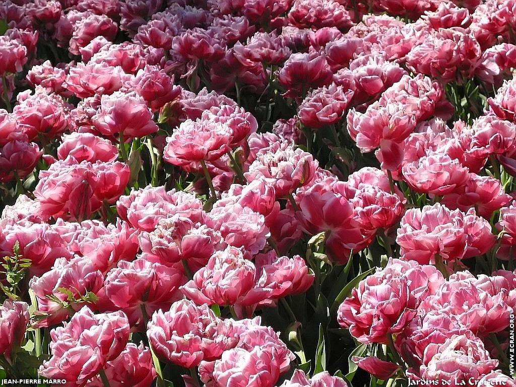 fonds d cran France - Cote d' Azur - Fleurs de Cannes sur la Croisette - de Jean-Pierre Marro