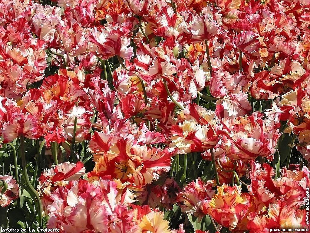 fonds d cran France - Cote d' Azur - Fleurs de Cannes sur la Croisette - de Jean-Pierre Marro