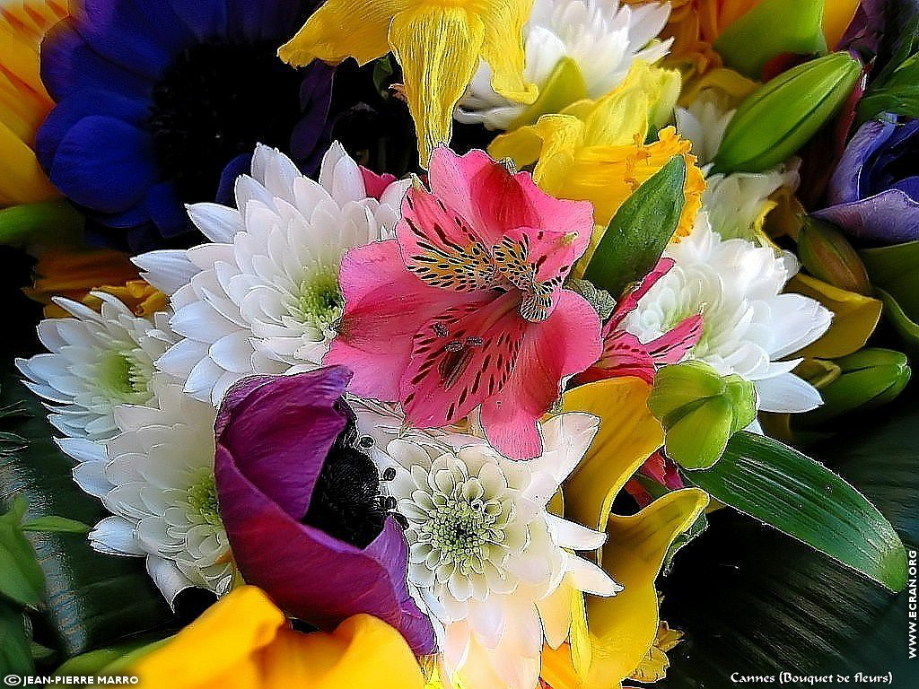 fonds d cran Bouquets de fleurs Cote d'Azur  Provence - de Jean-Pierre Marro