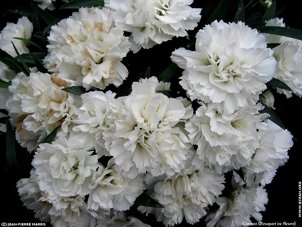 fonds d cran Bouquets de fleurs Cote d'Azur  Provence - de Jean-Pierre Marro