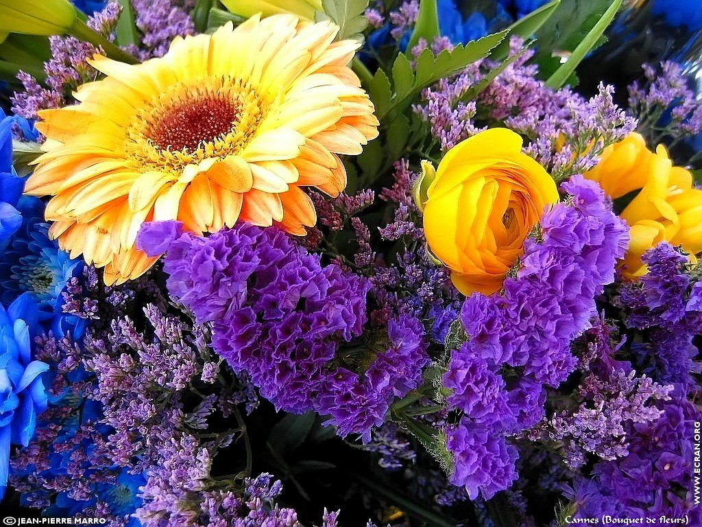 fonds d cran Bouquets de fleurs Cote d'Azur  Provence - de Jean-Pierre Marro