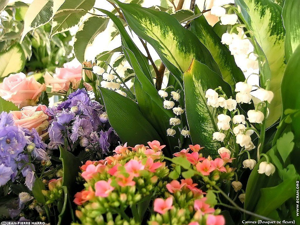 fonds d cran Bouquets de fleurs Cote d'Azur  Provence - de Jean-Pierre Marro