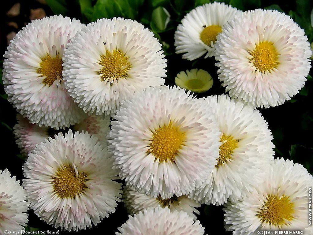 fonds d cran Bouquets de fleurs Cote d'Azur  Provence - de Jean-Pierre Marro