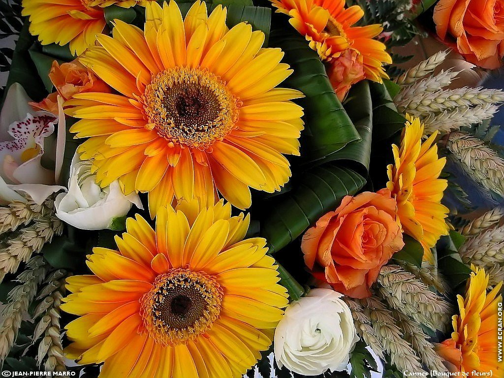 fonds d cran Bouquets de fleurs Cote d'Azur  Provence - de Jean-Pierre Marro