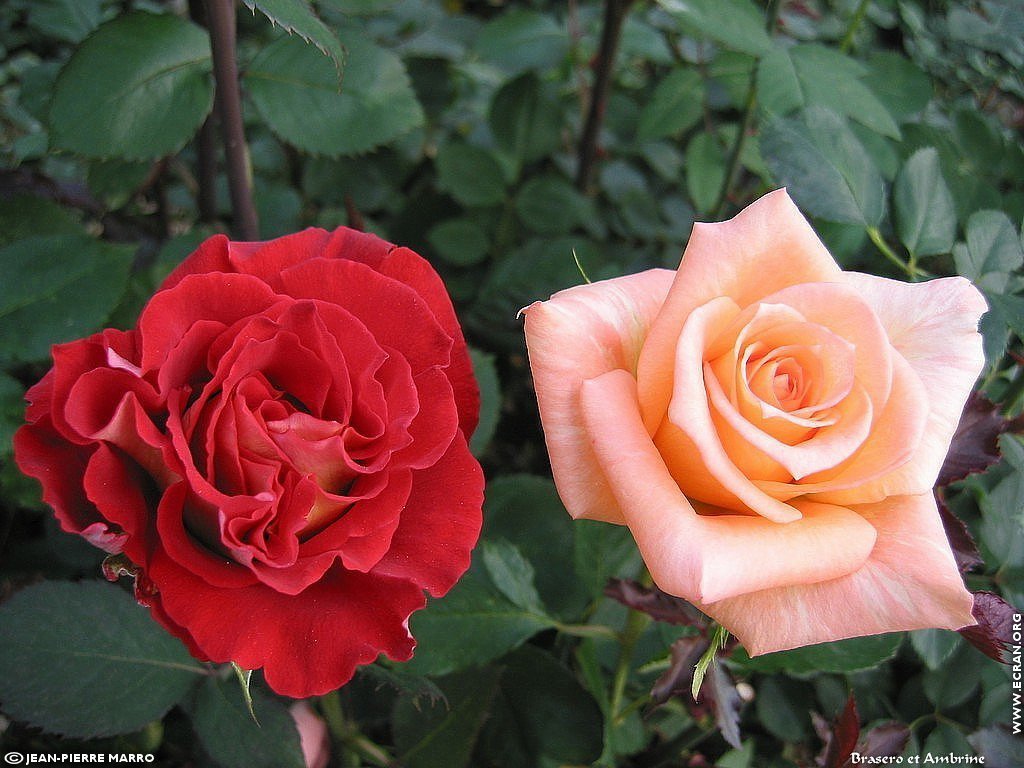 fonds d cran Les Roses de la  Cote d'Azur  Provence - de Jean-Pierre Marro