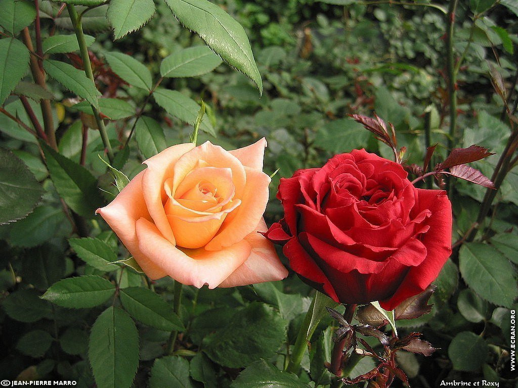 fonds d cran Les Roses de la  Cote d'Azur  Provence - de Jean-Pierre Marro