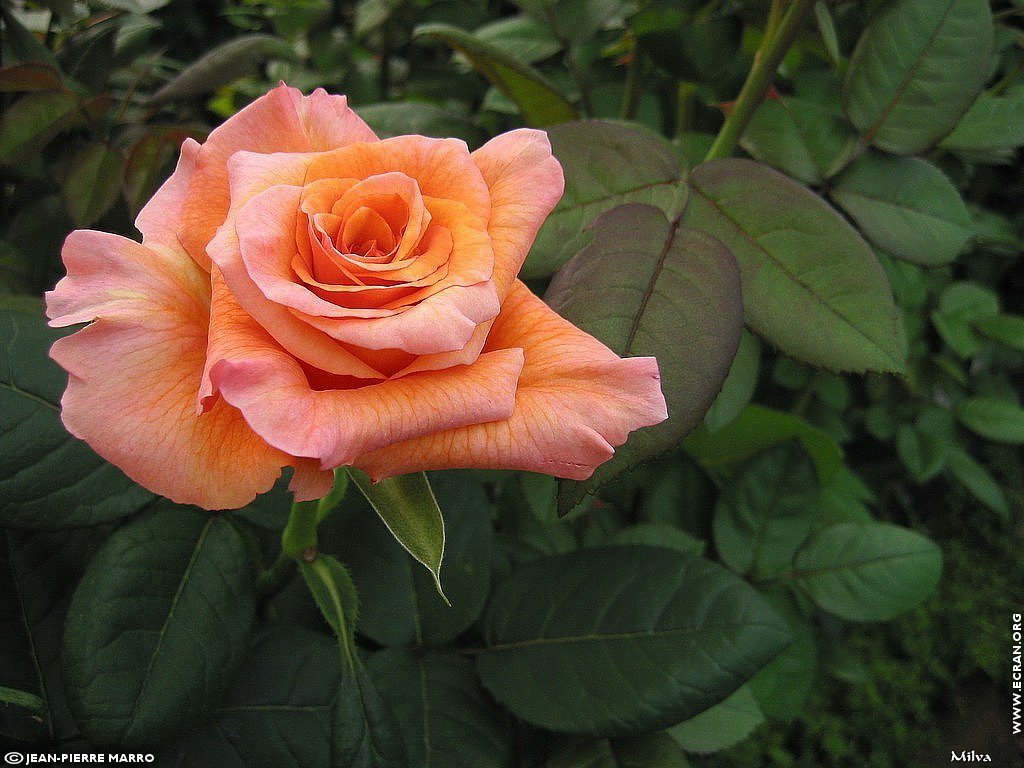 fonds d cran Les Roses de la  Cote d'Azur  Provence - de Jean-Pierre Marro