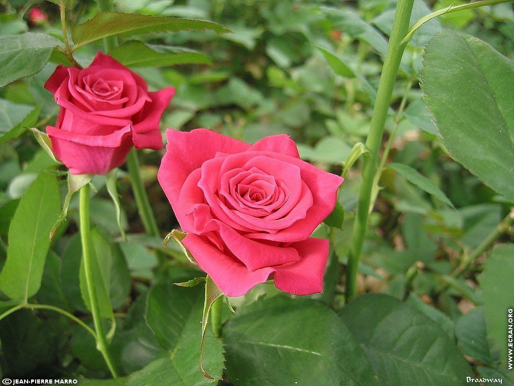 fonds d cran Les Roses de la  Cote d'Azur  Provence - de Jean-Pierre Marro