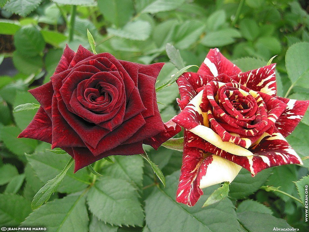 fonds d cran Les Roses de la  Cote d'Azur  Provence - de Jean-Pierre Marro