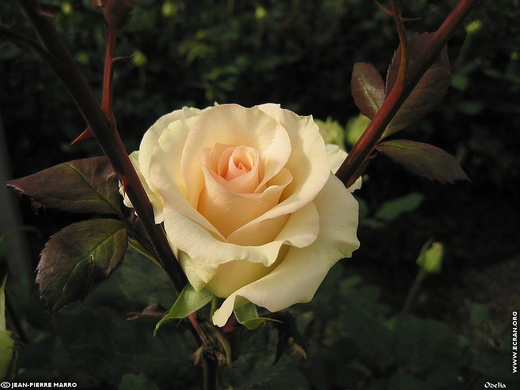 fonds d cran Les Roses de la  Cote d'Azur  Provence - de Jean-Pierre Marro