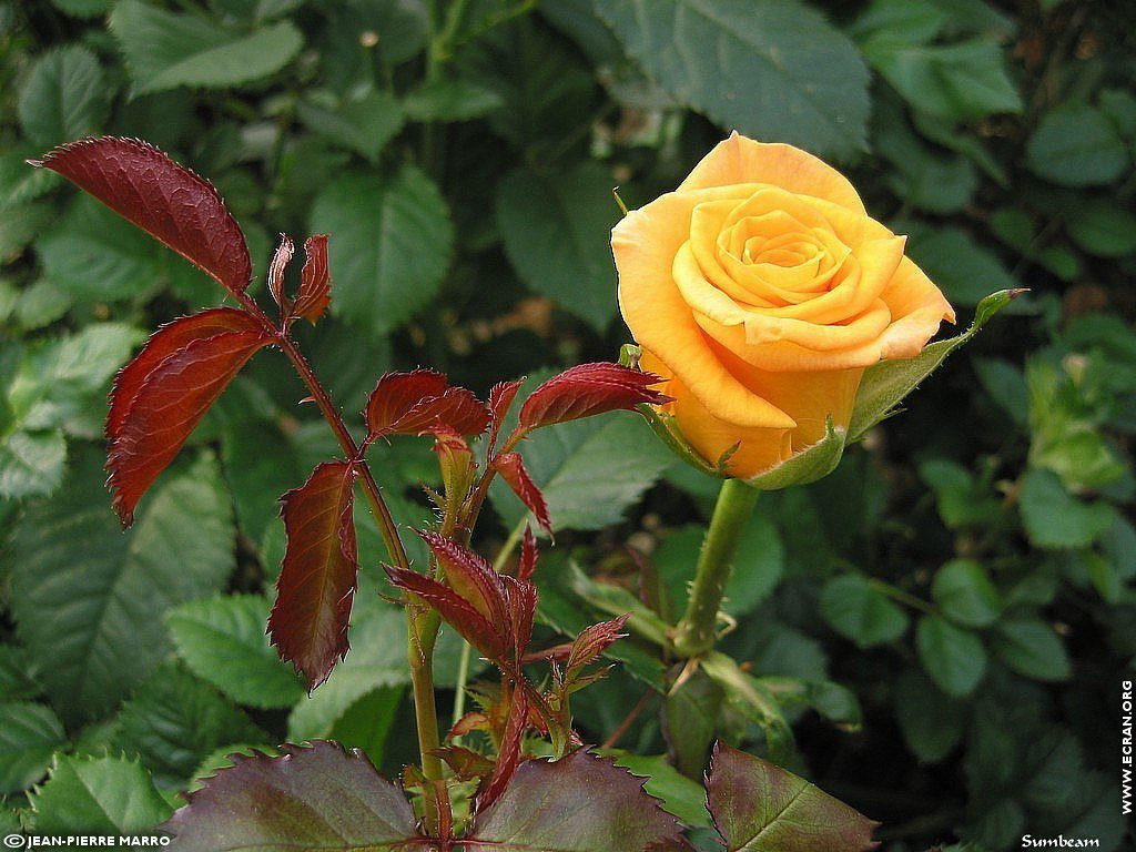 fonds d cran Les Roses de la  Cote d'Azur  Provence - de Jean-Pierre Marro