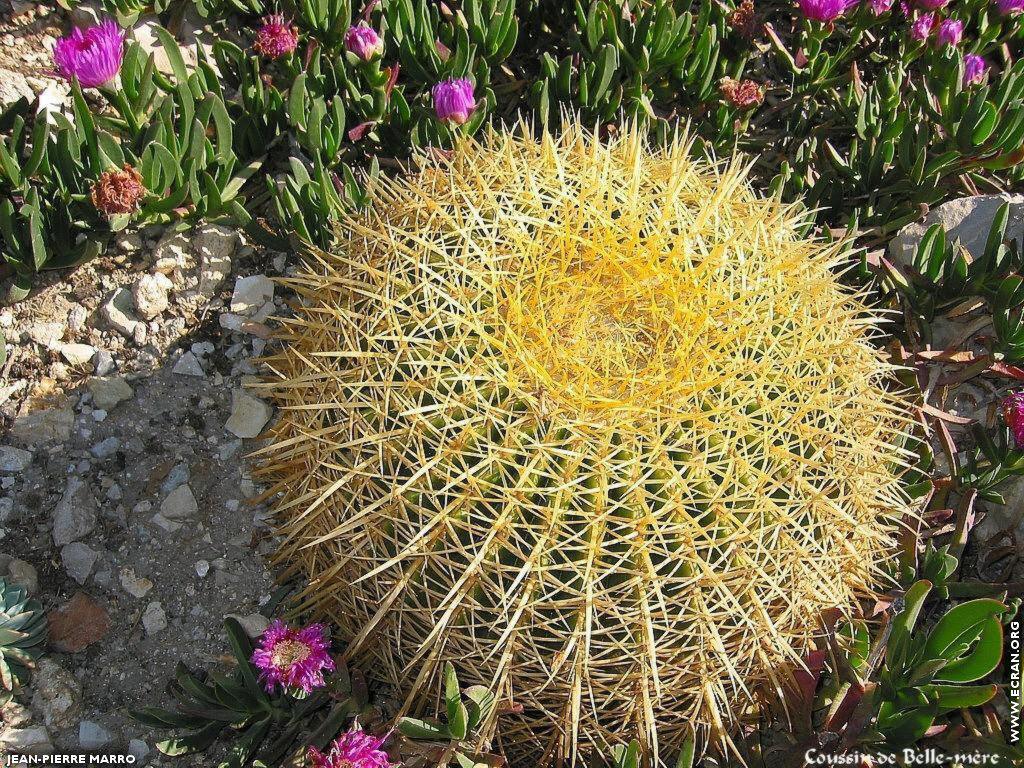 fonds d cran Provence - Eze - Fleurs et Plantes Grasses qui se trouvent aux environs du village d'Eze - de Jean-Pierre Marro