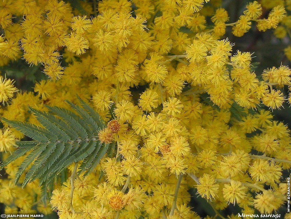 fonds d cran Sud Cote d Azur Provence Fleurs Mimosa Mditerrane - de Jean-Pierre Marro