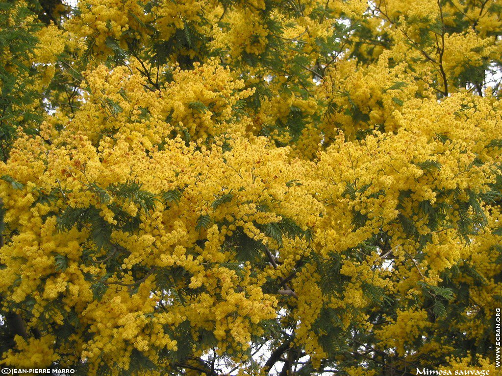 fonds d cran Sud Cote d Azur Provence Fleurs Mimosa Mditerrane - de Jean-Pierre Marro