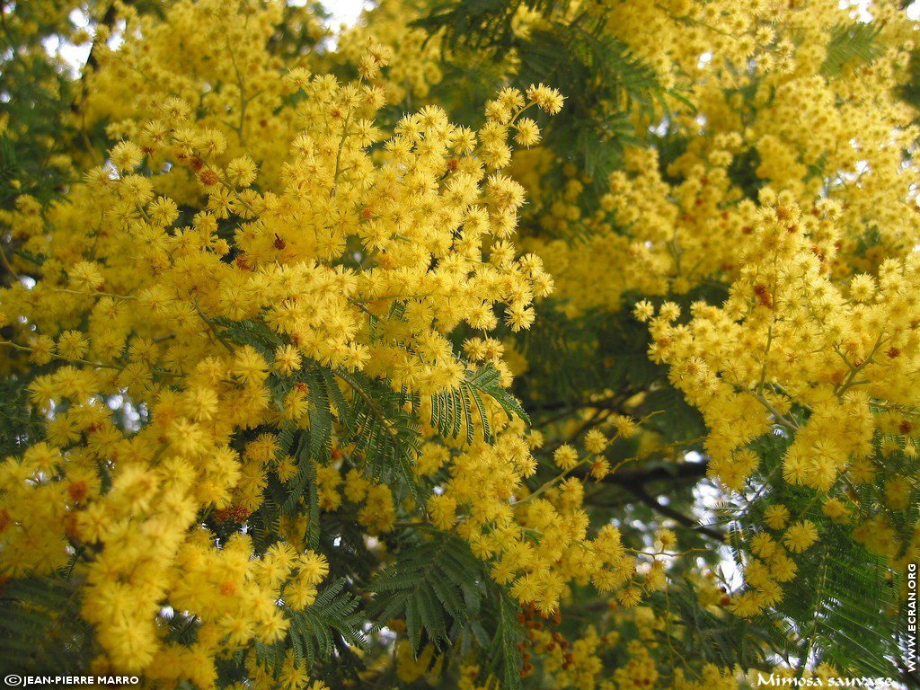 fonds d cran Sud Cote d Azur Provence Fleurs Mimosa Mditerrane - de Jean-Pierre Marro