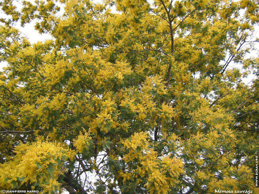 fonds d cran Sud Cote d Azur Provence Fleurs Mimosa Mditerrane - de Jean-Pierre Marro