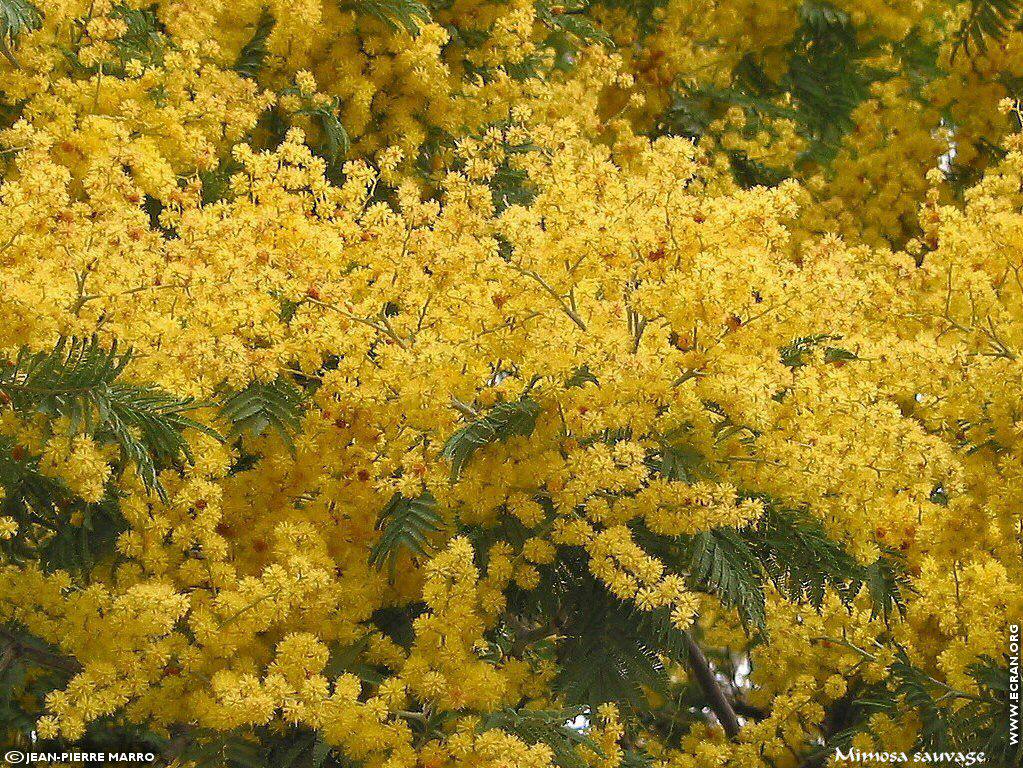 fonds d cran Sud Cote d Azur Provence Fleurs Mimosa Mditerrane - de Jean-Pierre Marro