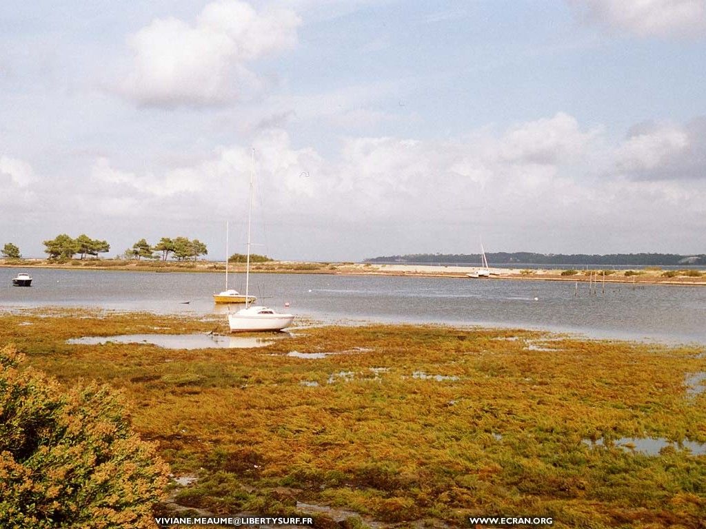 fonds d cran sud-ouest-aquitaine-gironde-cap-ferret - de Viviane Meaume