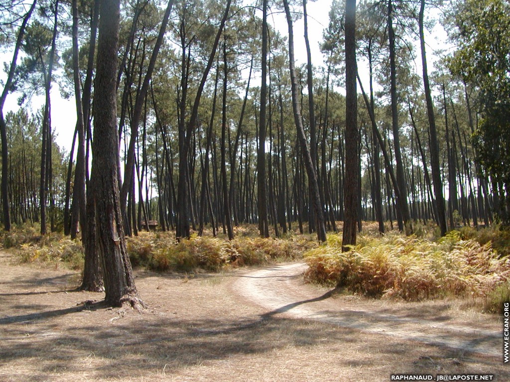 fonds d cran Uza station balnaire sauvage des Landes - de JB Raphanaud