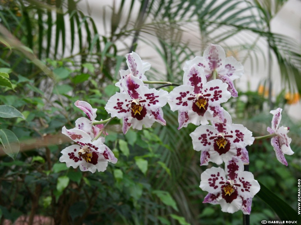 fonds d cran Orchidee Val de Loire Orleans - de Isabelle Roux