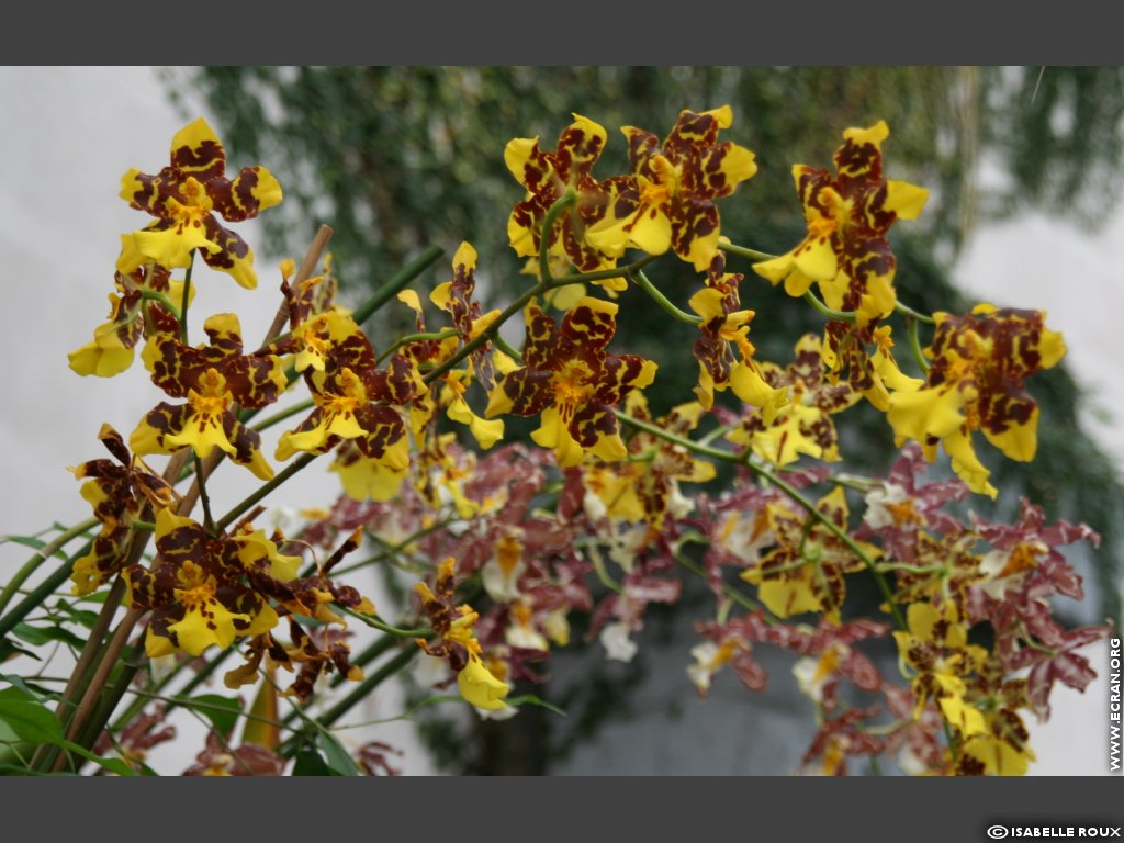 fonds d cran Orchidee Val de Loire Orleans - de Isabelle Roux