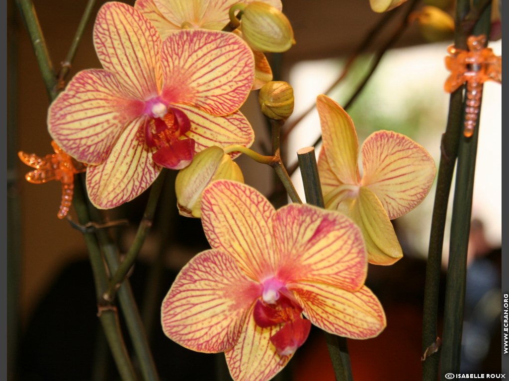 fonds d cran Orchidee Val de Loire Orleans - de Isabelle Roux