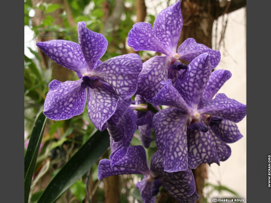 fonds d cran Orchidee Val de Loire Orleans - de Isabelle Roux