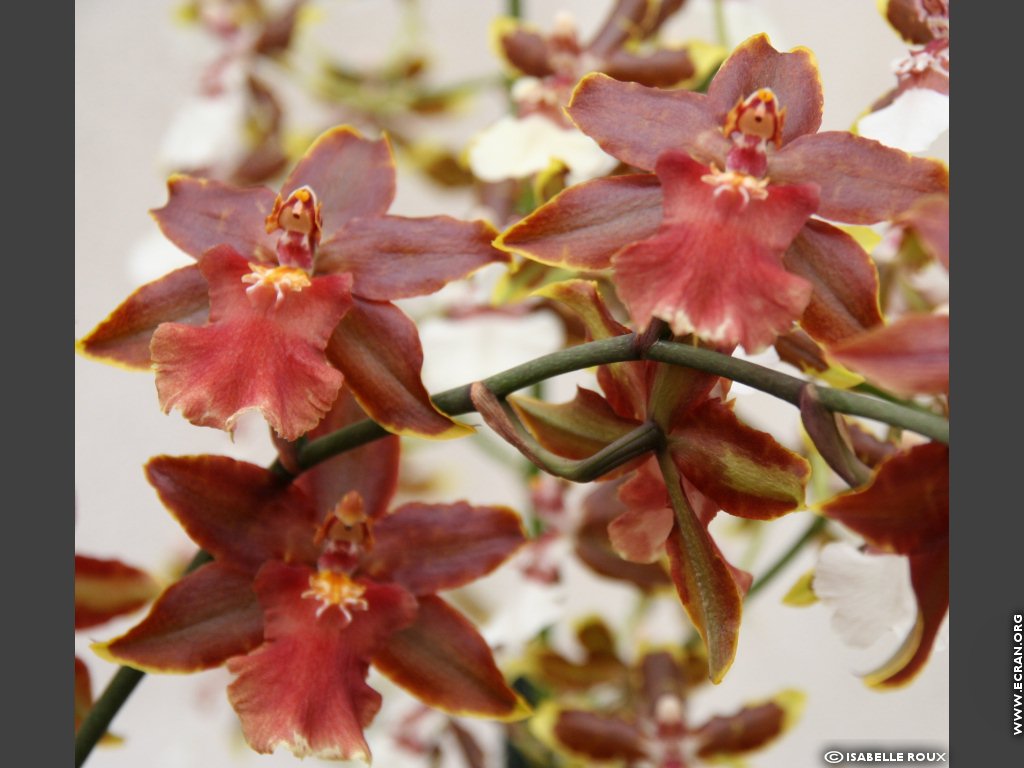 fonds d cran Orchidee Val de Loire Orleans - de Isabelle Roux