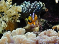 fonds ecran de Thierry Texier Lafleur - Loire-Atlantique Le Croisic Aquarium du Croisic Poisson en fond cran