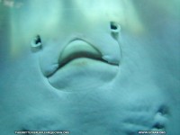 fonds d ecran de Thierry Texier Lafleur - Loire-Atlantique Le Croisic Aquarium du Croisic Poisson en fond cran