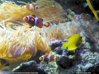 fond d'cran de Thierry Texier Lafleur - Loire-Atlantique Le Croisic Aquarium du Croisic Poisson en fond cran