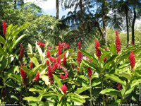 fond d ecran de Antilles - Martinique - Fleurs - Photos de Jean-Pierre Marro - Jean-Pierre Marro