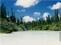 fonds d'ecran de Fabrice Friedberg - Nouvelle Caldonie - des Pins