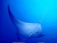 fond d ecran de Asie du Sud-Ouest - Maldives - Plonge sous marine - Denis Jeanrenaud