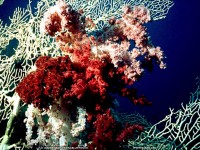 fond d'cran de Denis Jeanrenaud - Asie du Sud-Ouest - Maldives - Plonge sous marine