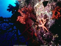 fond d ecran de Asie du Sud-Ouest - Maldives - Plonge sous marine - Denis Jeanrenaud