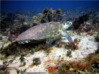 fonds ecran de Pascal Guillaume - plongee-sous-marine-mexique