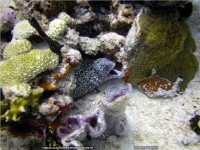 fond d ecran de plongee-sous-marine-mexique - Pascal Guillaume