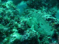 fond cran de Michel Tetron - Photographie sous-marine - Plonge sous-marine - Seychelles - Poisson & Corail