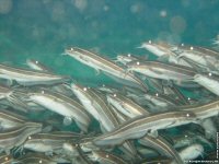 fonds d'ecran de Michel Tetron - Photographie sous-marine - Plonge sous-marine - Seychelles - Poisson & Corail