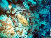 fond d'cran de Michel Tetron - Photographie sous-marine - Plonge sous-marine - Seychelles - Poisson & Corail