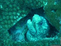 fonds d'cran de Michel Tetron - Photographie sous-marine - Plonge sous-marine - Seychelles - Poisson & Corail