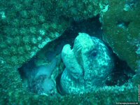 fond d ecran de Photographie sous-marine - Plonge sous-marine - Seychelles - Poisson & Corail - Michel Tetron