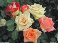 fond d ecran original de Jean-Pierre Marro - Cote d'azur Provence Antibes Bouquets de roses