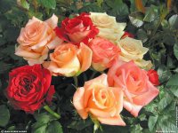 fond d ecran de Cote d'azur Provence Antibes Bouquets de roses - Jean-Pierre Marro