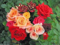fonds d ecran de Jean-Pierre Marro - Cote d'azur Provence Antibes Bouquets de roses